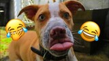 🤣 Si te RÍES PIERDES Mascotas Graciosas 😺🐶 Recopilación de Videos Graciosos de Animales