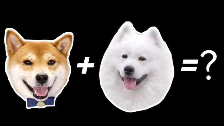 柴犬+萨摩耶=？？？