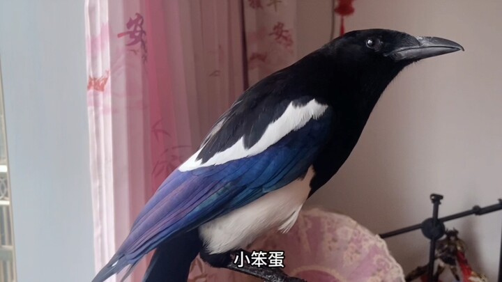 นกกางเขนตัวนี้พูดก็ “สำเนียงชัดเจน” ไม่เบาเลย…