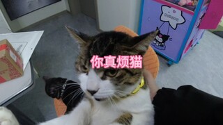 猫孩子长大了不把我这个大哥放在眼里了