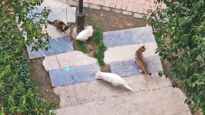 Mengusili 4 Kucing di Lantai Bawah dengan Penunjuk Laser