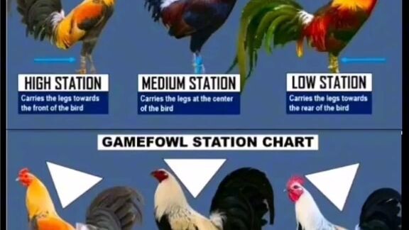 pamahiin sa manok
