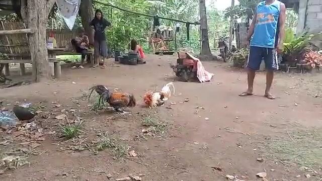 2xwinner  White choco