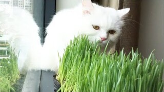 Cute cat like to eat green grass - Mèo Con Dễ Thương Thích  Ăn Cỏ