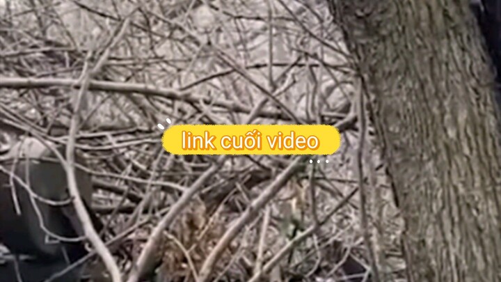 link cuối video. khỏi cảm. ơn