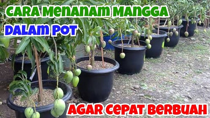 MANGGA DALAM POT || CARA MENANAM MANGGA DALAM POT AGAR CEPAT BERBUAH. SOLUSI UNTUK LAHAN SEMPIT!