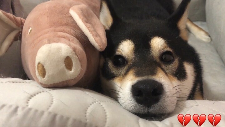 Kobe the Shiba Inu is jealous of a toy pig