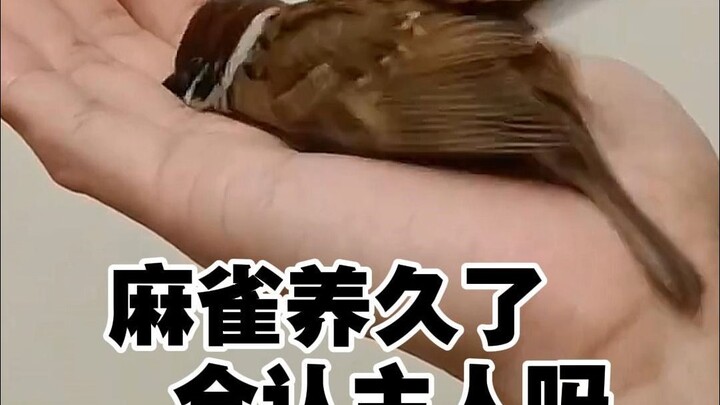 Apakah burung pipit yang dipelihara lama akan mengenali pemiliknya?