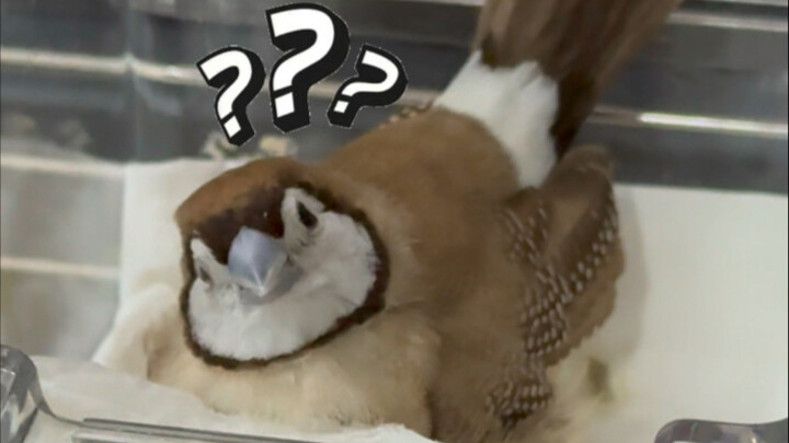 A bird you're not allowed to touch isn't a good bird!