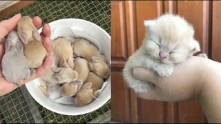 Cute Baby Animals Videos Compilation | Funny and Cute Moment of the Animals #5 - Cutest Animals 2023