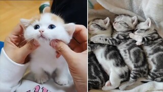 Super Cute & Adorable Kittens In The World #1 | Cute VN
