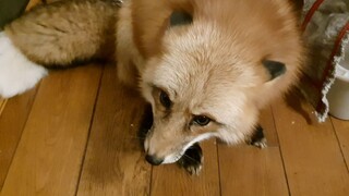 我只是只小狐狸，能有什么坏心眼呢