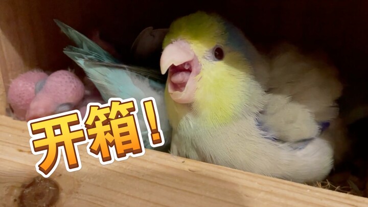 Anak burung telah berusia 16 hari! Pertama kali dibuka kotaknya!