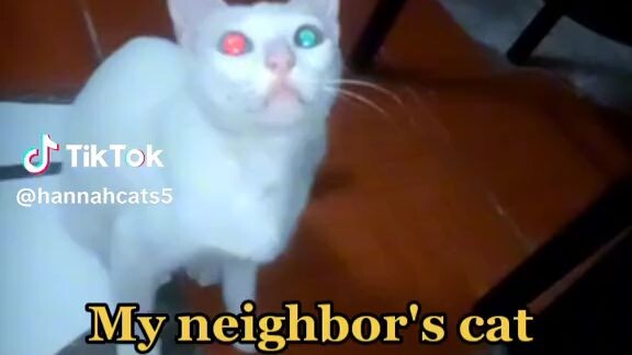 My neighbors 😺