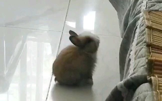 مراسل الجبهة الأمامية، أبي التقط لقطة لـ تشاوتشاو تو تقفز على الأريكة!