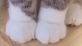 猫：“看看我”毛茸茸的小jiojio