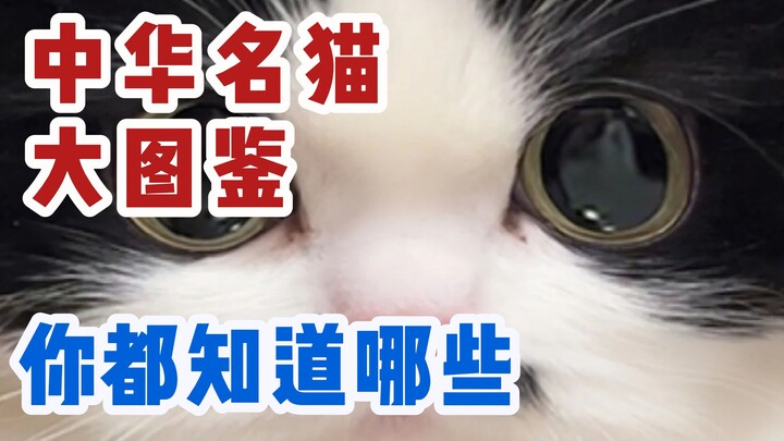 A Complete Guide to China’s Native Cat Breeds—Do You Know Them All?