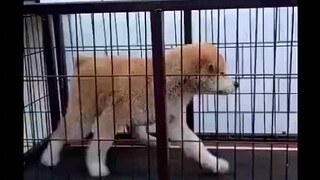 Khách hàng đầu tiên của Geng
