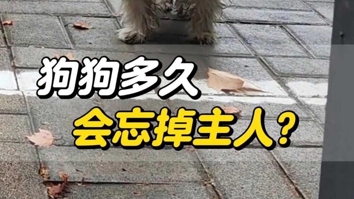 狗狗多久会忘掉主人？