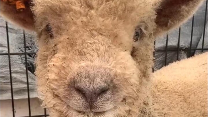 Domba-domba itu lucu banget!