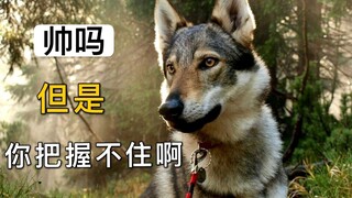 捷克狼犬很帅，但是，你把握不住啊！