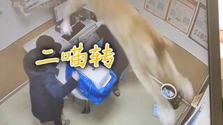 猫咪来医院飞起来了