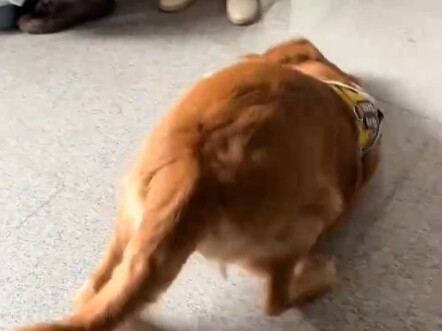 The puppy ate popping candy: Master, this is street dance!