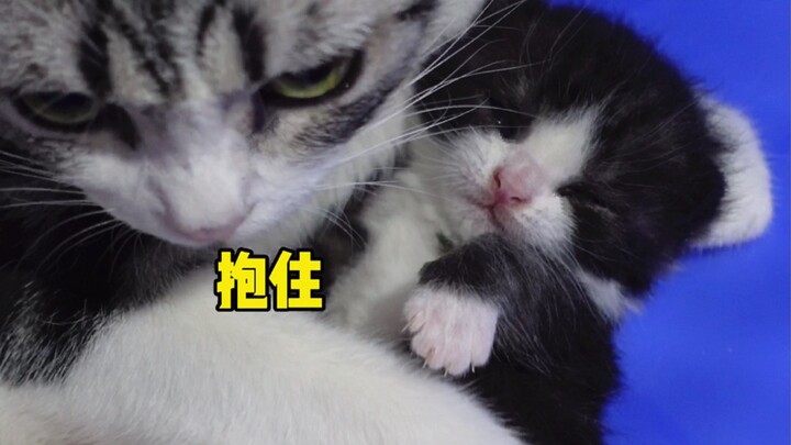 แมวที่มีเจ้าของน่ะเหมือนสมบัติล้ำค่าเลย～