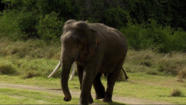 Sri Lankan Tusker  How giant it is