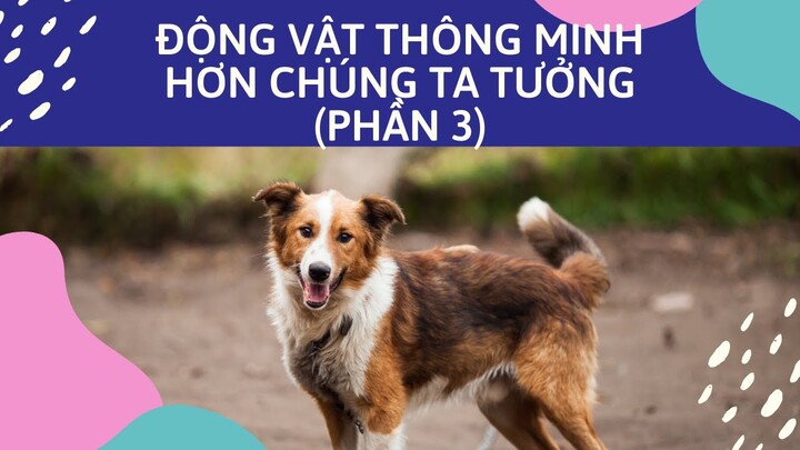 Động vật thông minh hơn chúng ta tưởng (Phần 3) - Funny And Smart Animal | Thế Giới Xả Stress TV