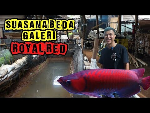 SHOWROOM ARWANA SUPER RED ROYAL RED YANG BEDA DENGAN YANG LAIN
