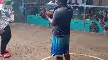 panalo