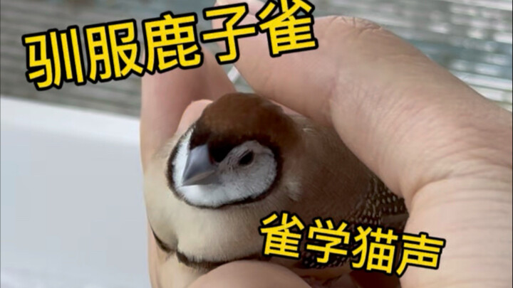 Nai con chim sẻ kêu meo meo～