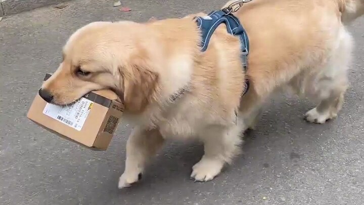 เกร็ดความรู้เกี่ยวกับหมาโกลเด้น