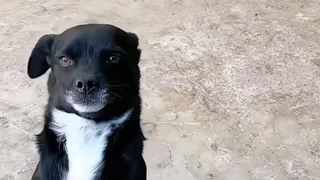 Dogs, Canines, and Turmoil