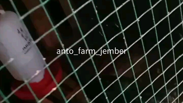 calon jawara #birma_telur_ijp