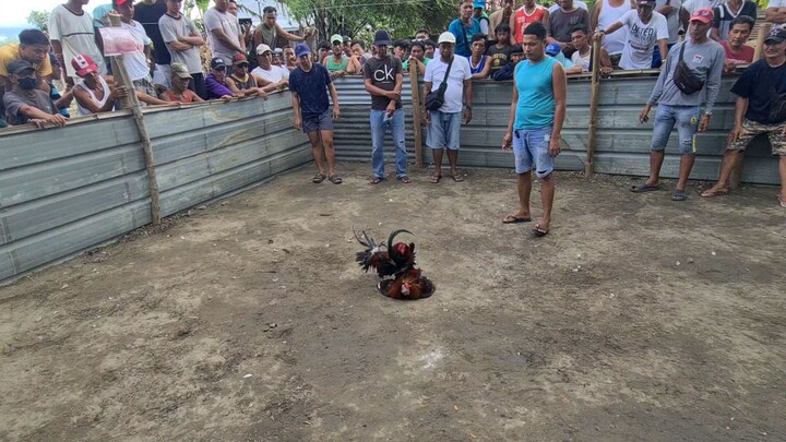 sabong