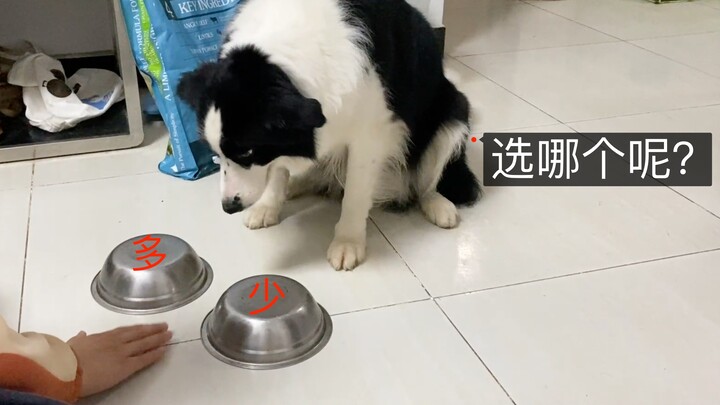 Chó Border Collie đối mặt với mánh khóe, chó Husky đối mặt với mánh khóe – chênh lệch IQ rõ như ban 