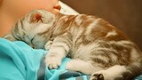 Purring is the best sound to put to sleep! - Cute Kittens Sleep With Owner 2022