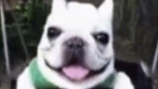 my type of dog