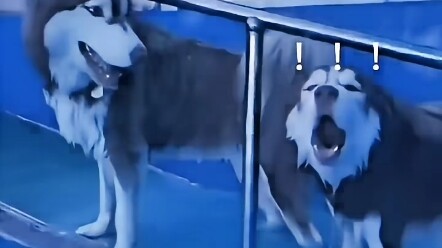 Berani sekali, malah mengacaukan semangat pasukan!