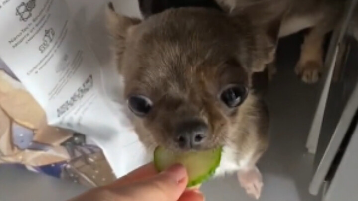 Now, let me show you the new cucumber processor.