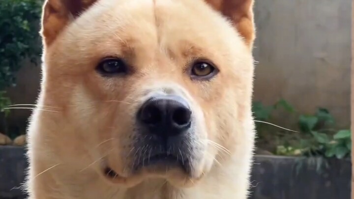 A Chinese rural dog just sitting there exudes integrity.