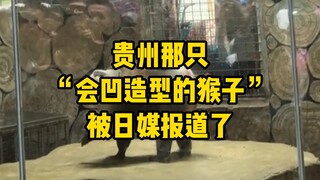 中国贵州那只“会凹造型的吗喽”火到隔壁日本去了！“表演性猴格”优雅永不过时