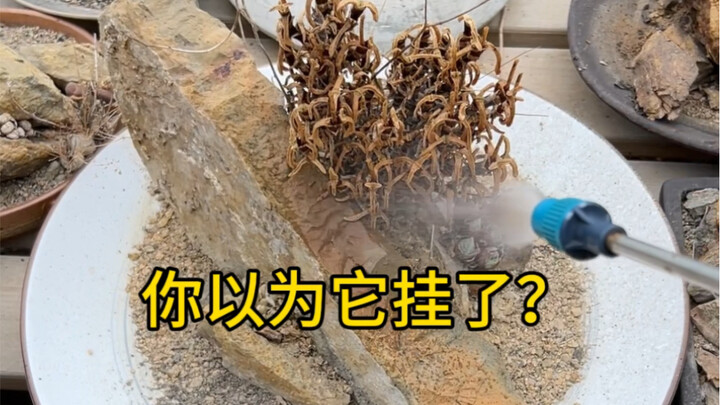 Trồng hoa thanh lịch