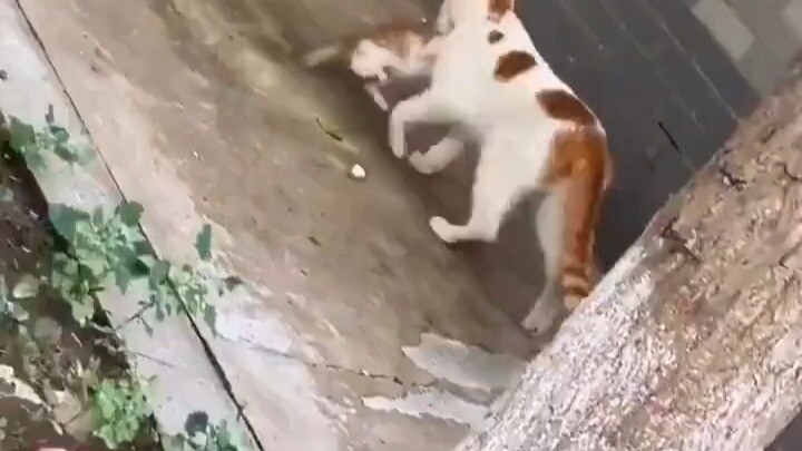 Hồi nhỏ bạn ham chơi bị lạc, khi mẹ tìm thấy thì belike: