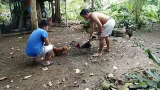spar talibantang
