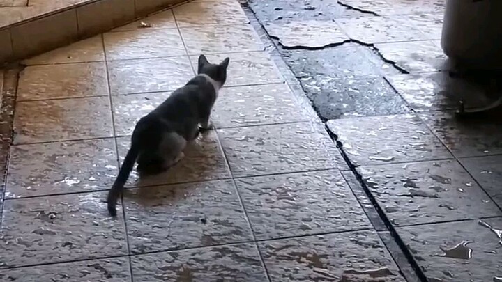 berburu tikus