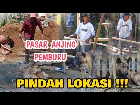 Pasar Anjing Pemburu !! Pindah Lokasi Ke Tempat Wandi Asopa Chaniago ( Di Saok Laweh - Kab. Solok