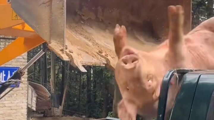 الخنزير: هل تعلم أنك عندما تفعل بي هكذا، أشعر بالألم الشديد؟